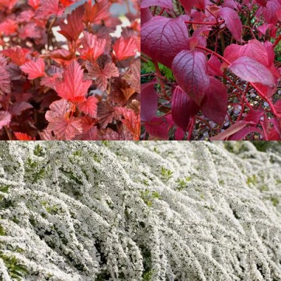 Комплект ЖИВАЯ ИЗГОРОДЬ в Истре