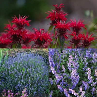 Комплект АРОМАТНЫЙ ЧАЙ в Истре