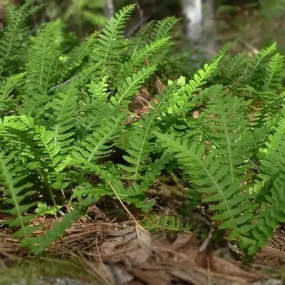 Многоножка обыкновенная в Истре