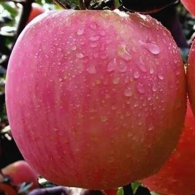 Яблоня РОЗОВЫЙ НАЛИВ в Истре