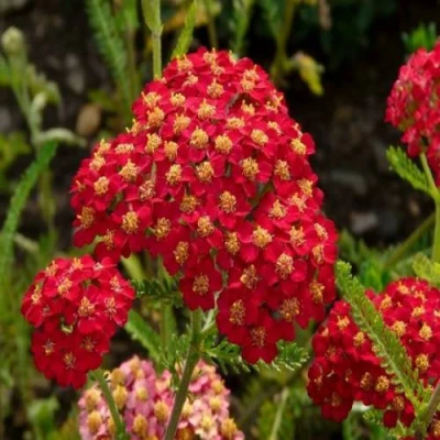 Тысячелистник ПАПРИКА обыкновенный