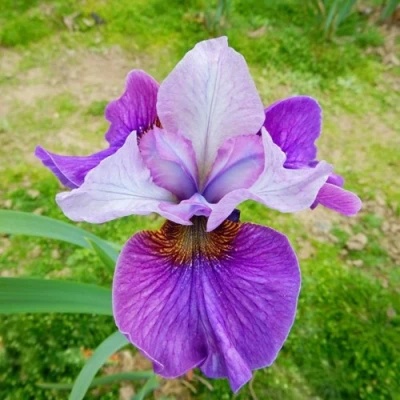 Ирис ЛАЙТ ОВ ХАРТ сибирский в Истре