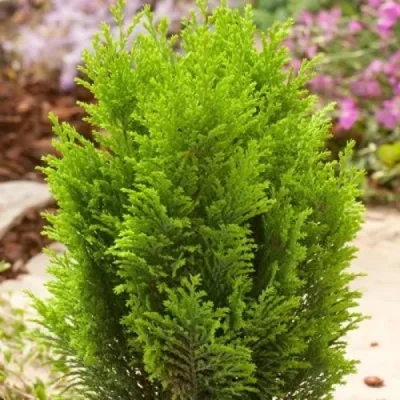 Кипарисовик ЭЛВУДИ ГОЛД лавсона в Истре