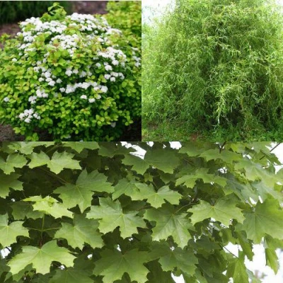 Комплект ЗЕЛЕНЫЙ ОАЗИС в Истре