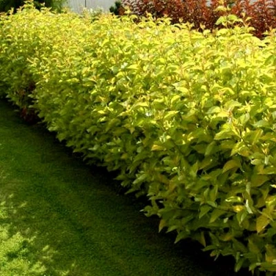 Комплект ДАРТС ГОЛД в Истре