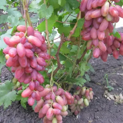 Виноград ЮЛИАН в Истре