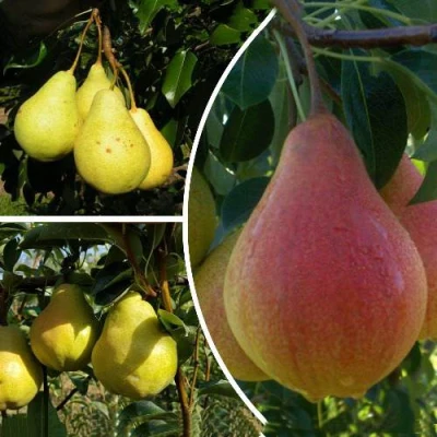 Комплект ТРИ ГРАЦИИ в Истре