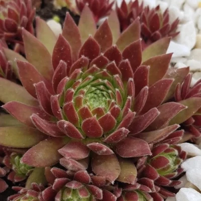 Молодило ЛЮФТШПРУНГ в Истре