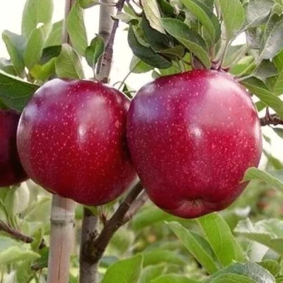 Яблоня РЕД ПРИНЦ в Истре