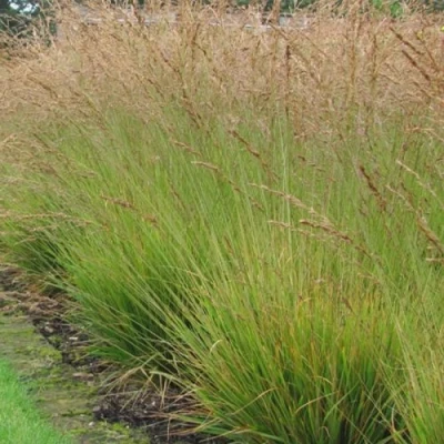 Молиния ПОЛ ПЕТЕРСОН голубая в Истре