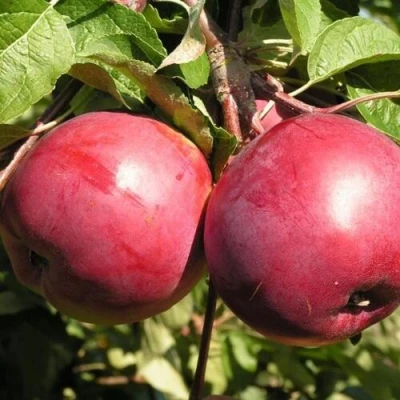 Яблоня ДАРУНАК в Истре