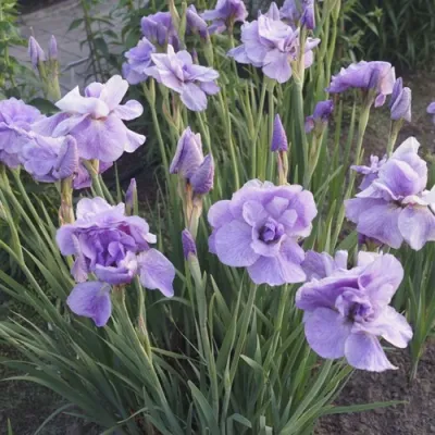 Ирис ИМПЕРИАЛ ОПАЛ сибирский в Истре