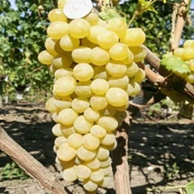 Виноград КИШМИШ ЗОЛОТЦЕ в Истре