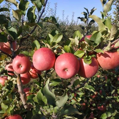 Яблоня ЧЕМПИОН РЕНО в Истре