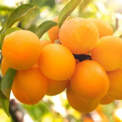 Слива МАРА в Истре