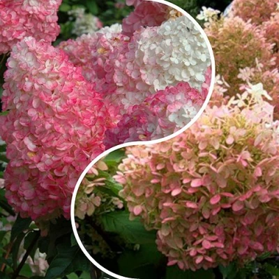 Комплект МАЛИНОВЫЙ ЗАКАТ в Истре