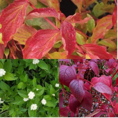 Комплект СЕВЕРНОЕ СИЯНИЕ в Истре