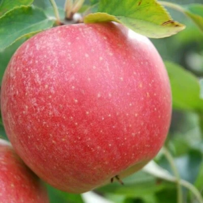 Яблоня ЧЕМПИОН в Истре