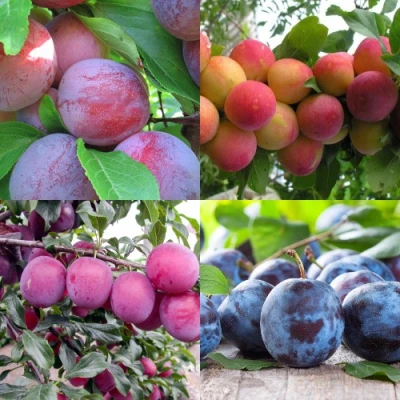 Комплект СЛИВОВЫЙ САД в Истре