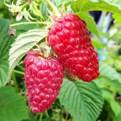 Малина ПШЕХИБА в Истре