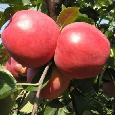 Яблоня ЗАСЛАВСКОЕ в Истре