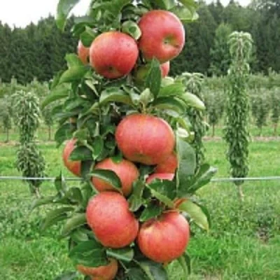 Яблоня ЯНТАРНОЕ ОЖЕРЕЛЬЕ колонновидная в Истре