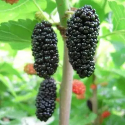 Шелковица ГАЛИЦИЯ в Истре