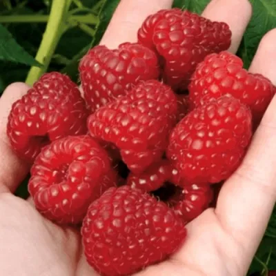 Малина РУБИФОЛ в Истре