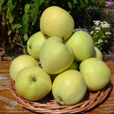 Яблоня ПАПИРОВКА в Истре