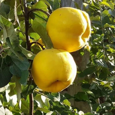 Айва МАРИЯ в Истре