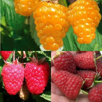 Комплект ЗОЛОТАЯ МАЛИНА в Истре