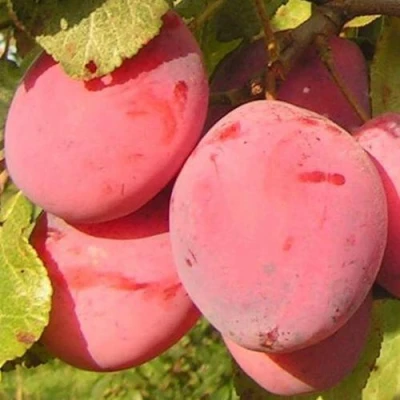 Слива ФАВОРИТЕ ДЕ СУЛТАНО в Истре