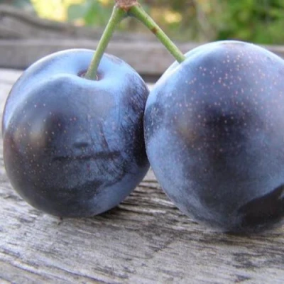 Слива БЛЮФРИ в Истре