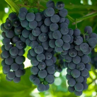 Саженцы винограда Кэмпбелл Эрли