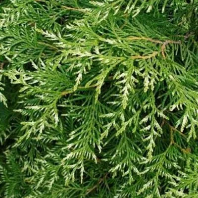 Туя СМАРАГД ВАРИЕГАТА западная в Истре