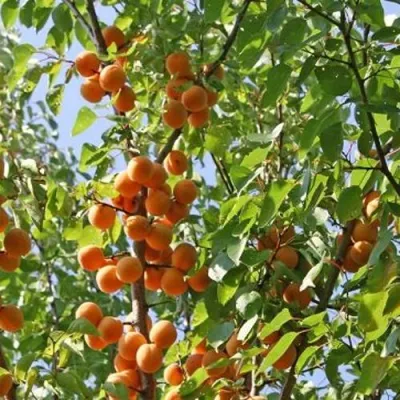 Абрикос ОРЛОВЧАНИН в Истре