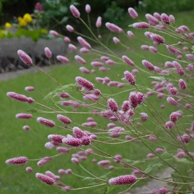 Кровохлебка РОК ЭНД РОЛЛ в Истре