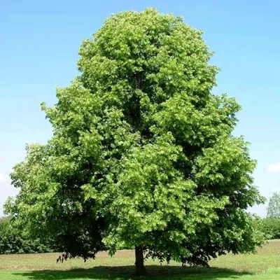 Липа мелколистная в Истре