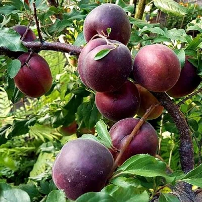 Шарафуга БЕЛЛА РОЯЛЬ в Истре