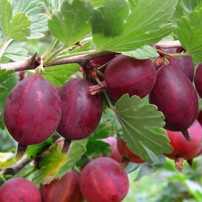 Крыжовник ХИННОМАКИ РОТ в Истре