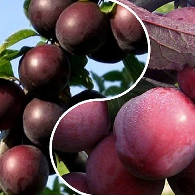 Комплект ИЗЮМИНКА САДА в Истре