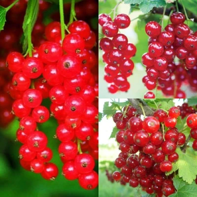 Комплект КРАСНЫЙ УРОЖАЙ в Истре