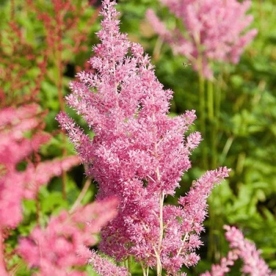 Астильба РЕЙНЛЕНД японская в Истре