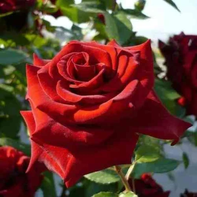 саженцы розы Ред Куин