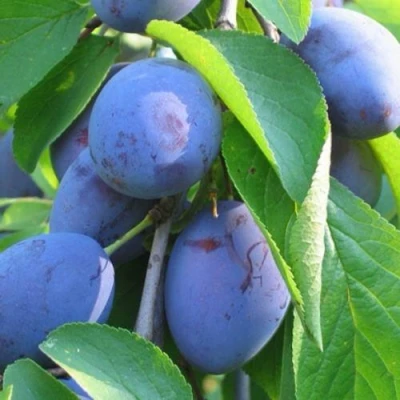 Слива ПЕРДРИГОН в Истре