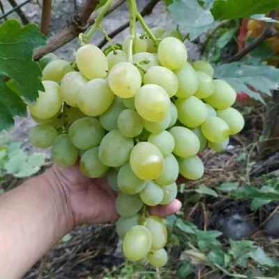 Виноград ВАНЮША в Истре