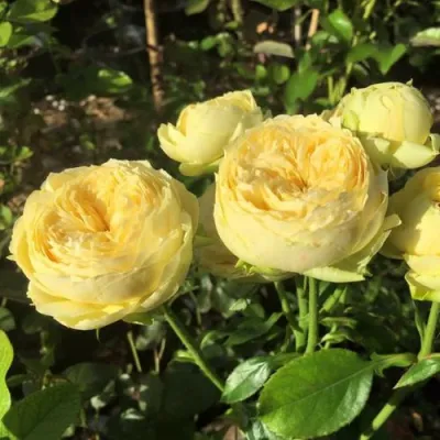 Роза КАТАЛИНА спрей в Истре