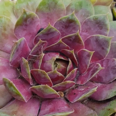 Молодило УФО в Истре