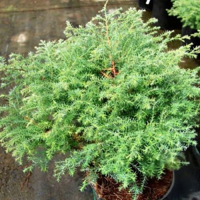 Кипарисовик СКВАРРОЗА горохоплодный в Истре