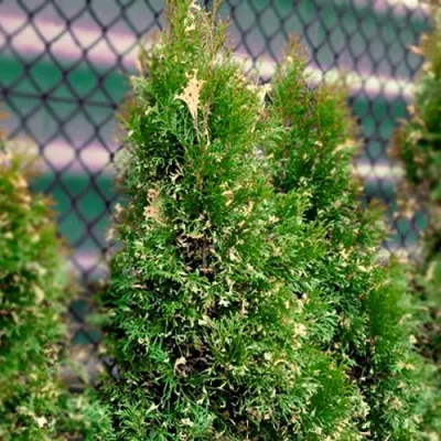 Туя СМАРАГД ВАРИЕГАТА западная в Истре